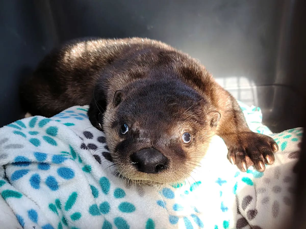 Retired Fisher Saves Otter With Mouth-to-Mouth CPR - Image 4
