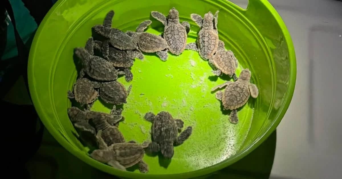 Dozens of tiny sea turtle hatchlings being collected by deputies on a Florida beach approach