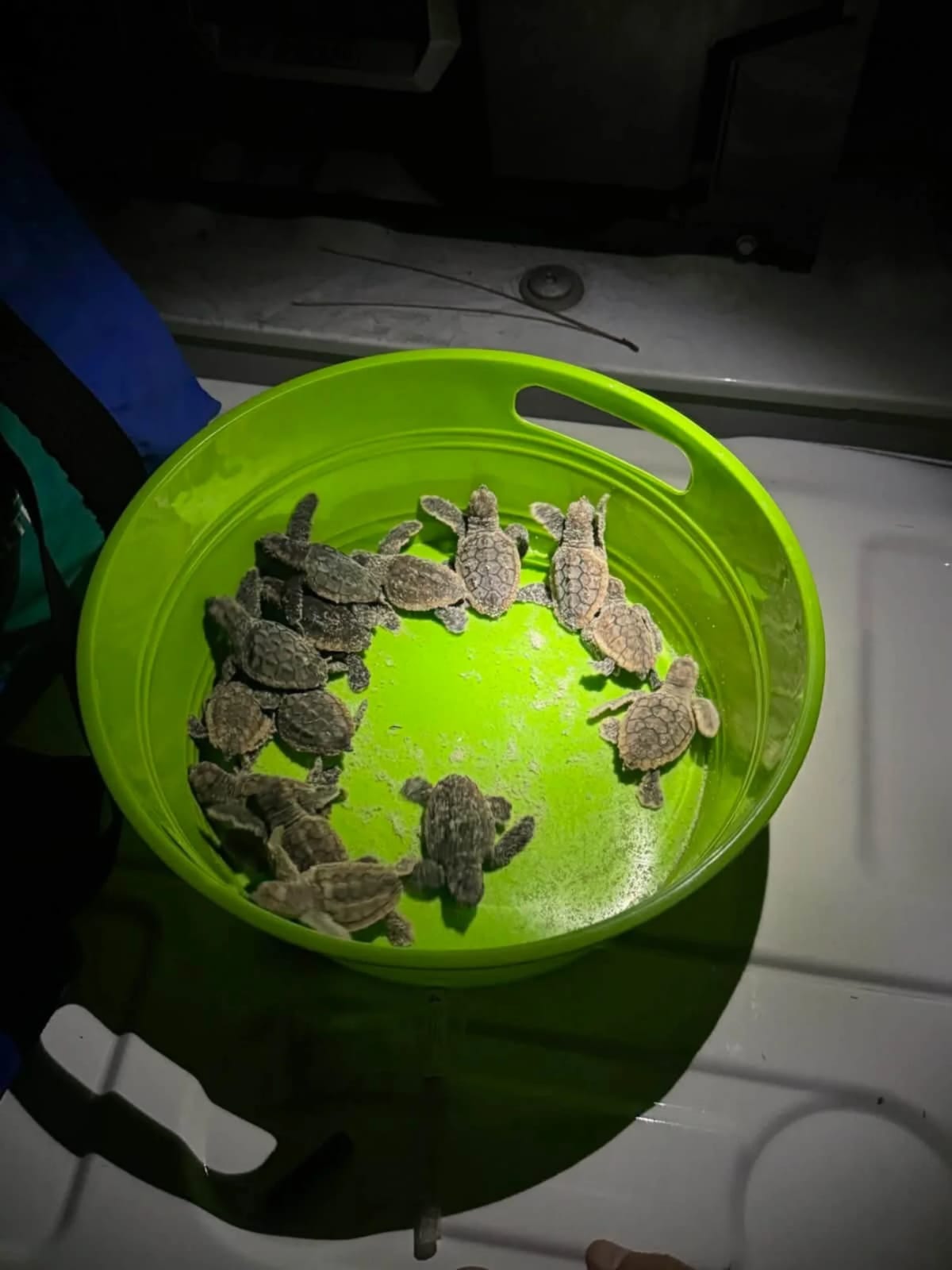 75 Baby Sea Turtles Saved After Crawling Up Florida Road - Image 3