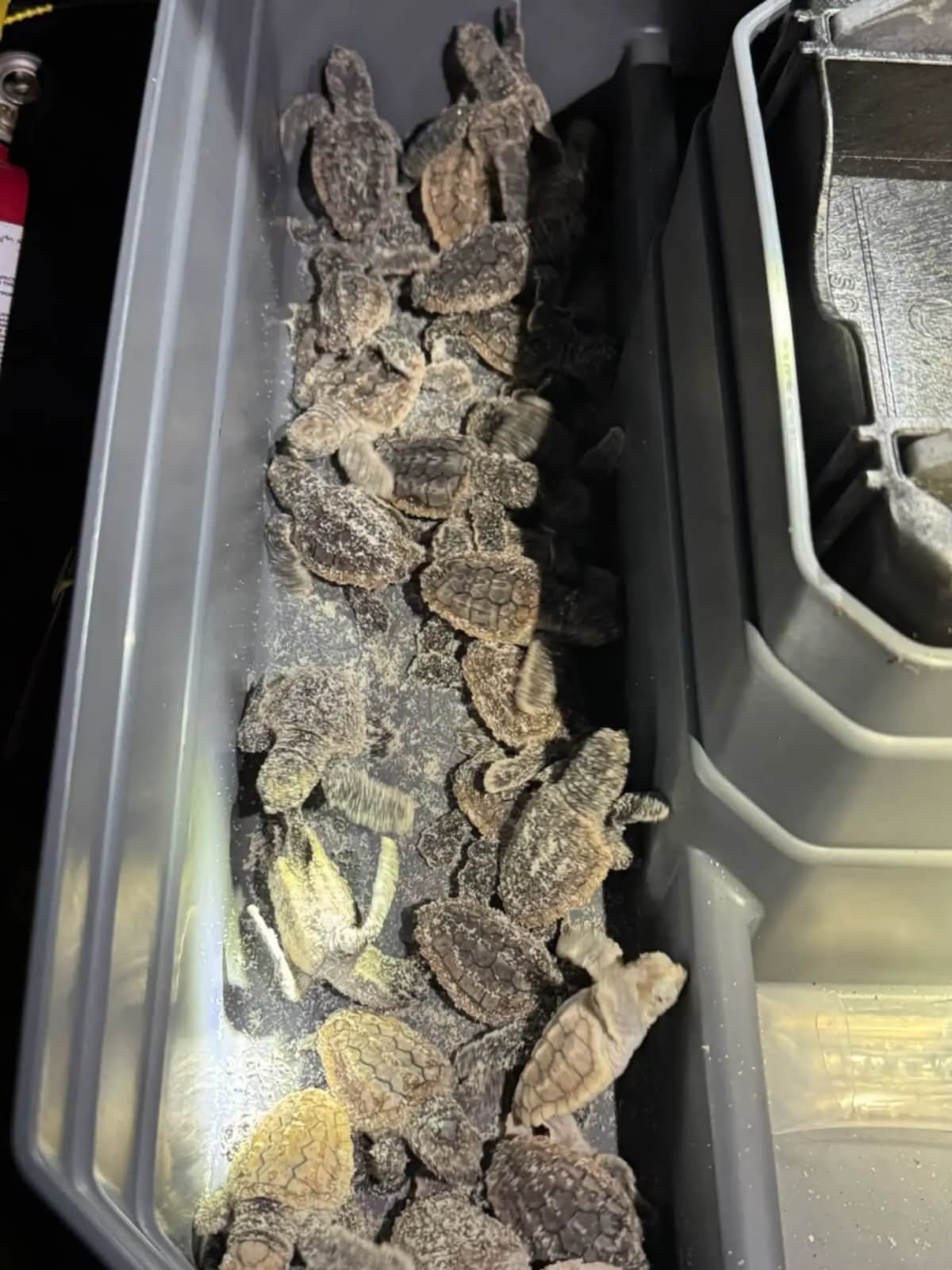 75 Baby Sea Turtles Saved After Crawling Up Florida Road - Image 2