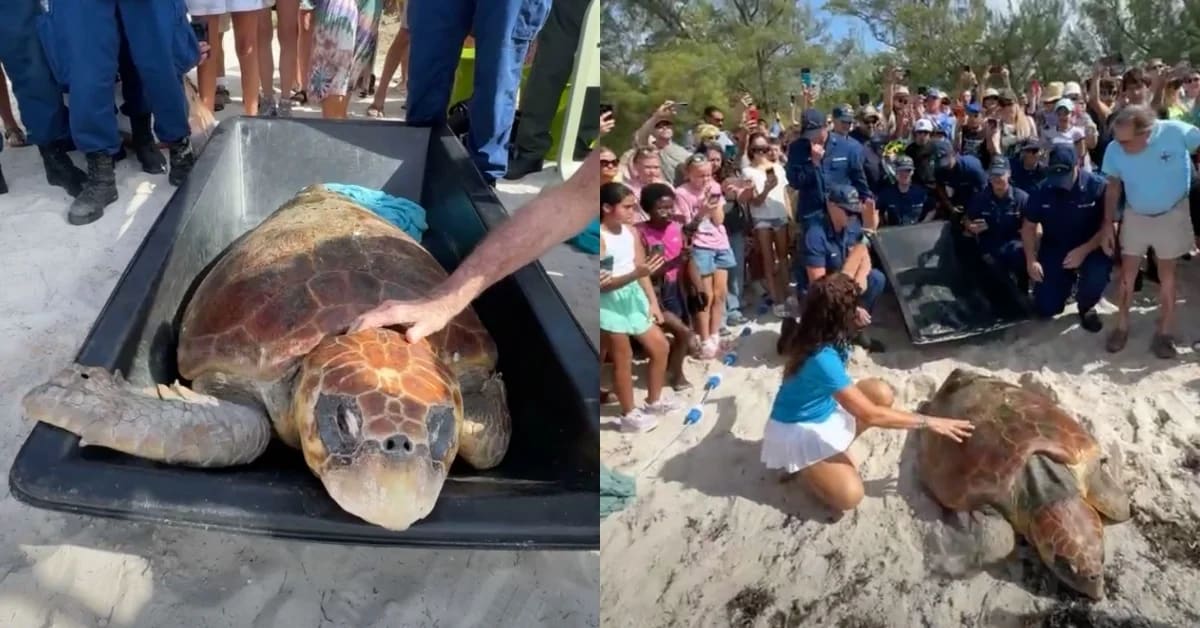 270-Pound Sea Turtle Matriarch Returns to Ocean After Rescue