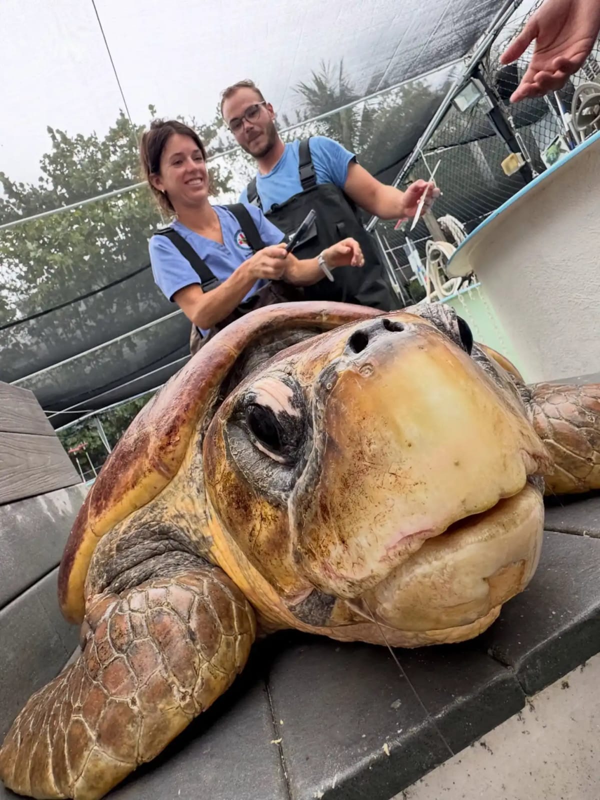 270-Pound Sea Turtle Matriarch Returns to Ocean After Rescue - Image 2