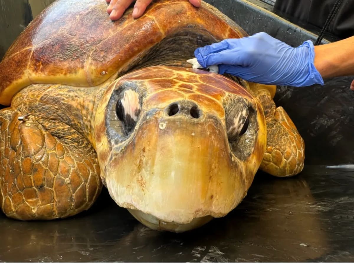 270-Pound Sea Turtle Matriarch Returns to Ocean After Rescue - Image 3