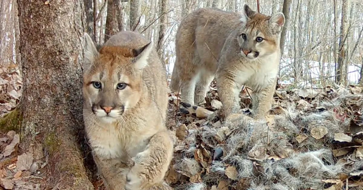 Mother cougar with three kittens feeding on deer carcass captured by trail camera in Minnesota wilderness