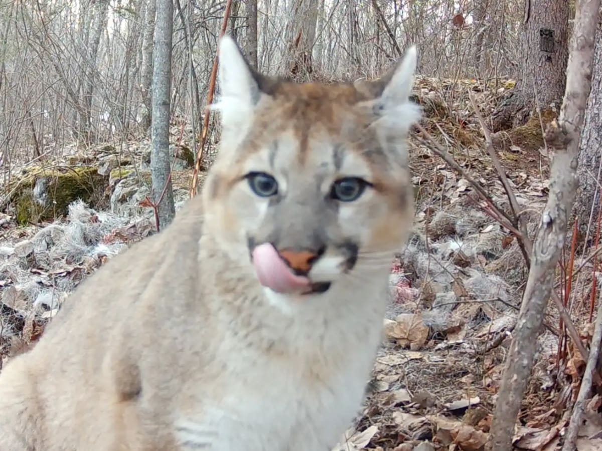 Cougar Kittens Born in Minnesota After 100-Year Absence - Image 3
