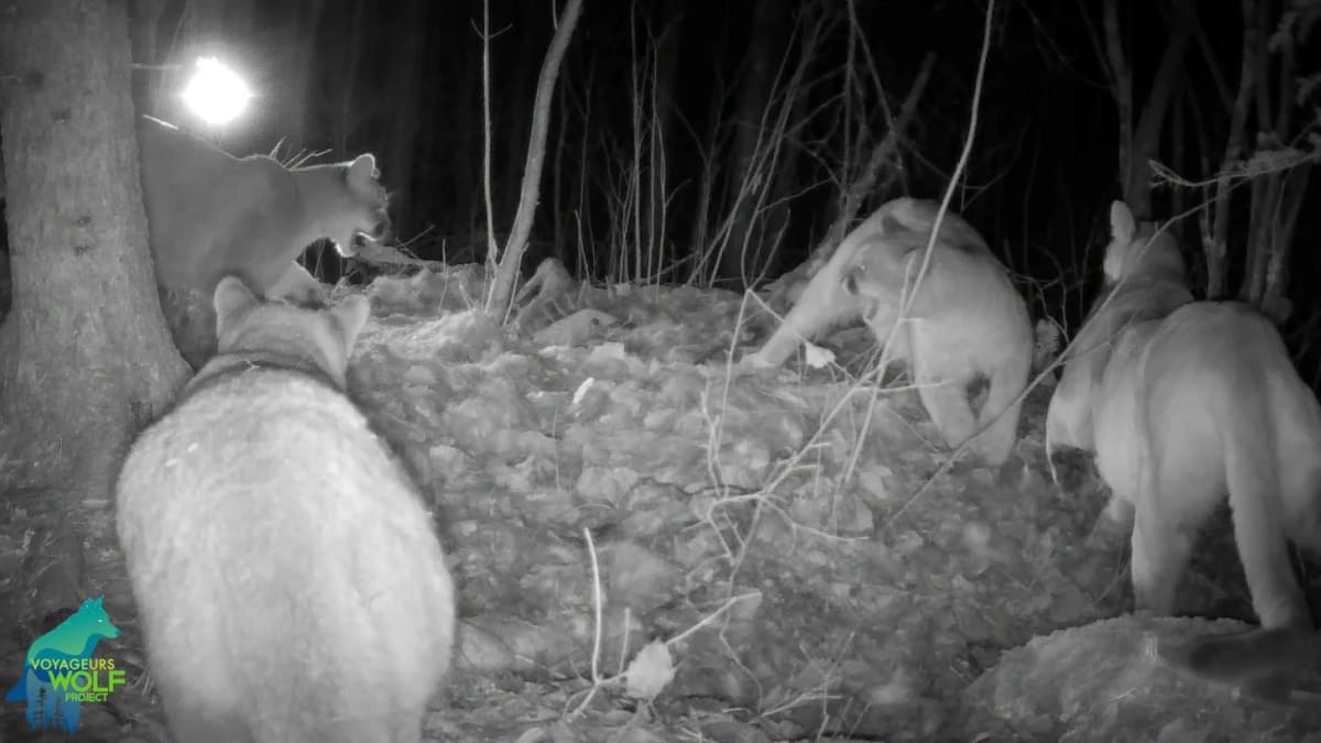 Cougar Kittens Born in Minnesota After 100-Year Absence - Image 2