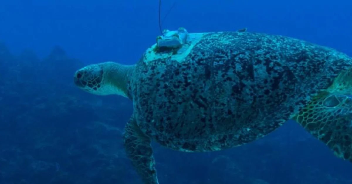 Green sea turtle swimming underwater near coral reef off Brazilian coast
