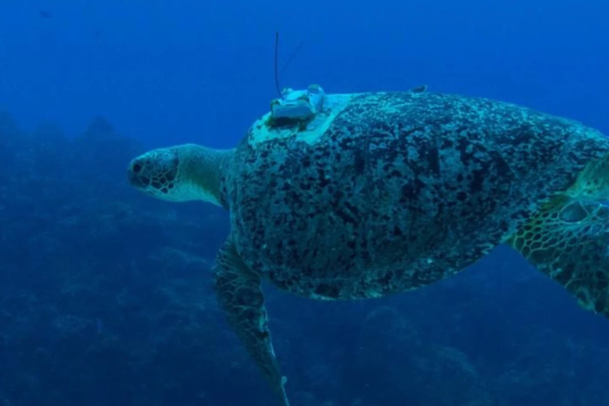 Sea Turtle Study Reveals Males' Secret Ocean Journeys - Image 2
