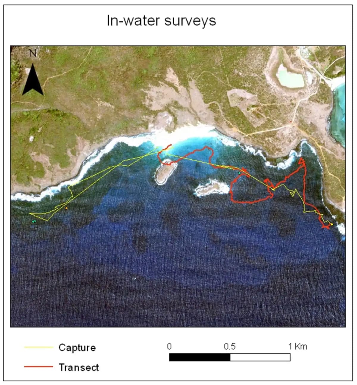 Sea Turtle Study Reveals Males' Secret Ocean Journeys - Image 3