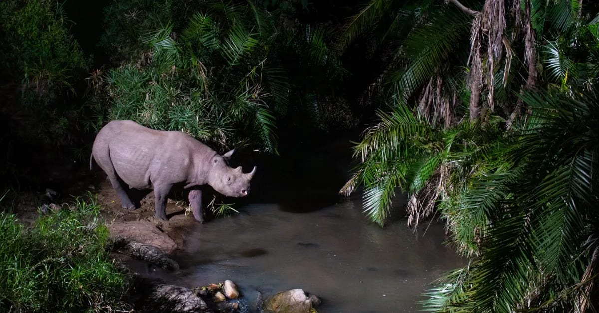 Kenyan Camera Trap Reveals Secret Wildlife Highway in Forest
