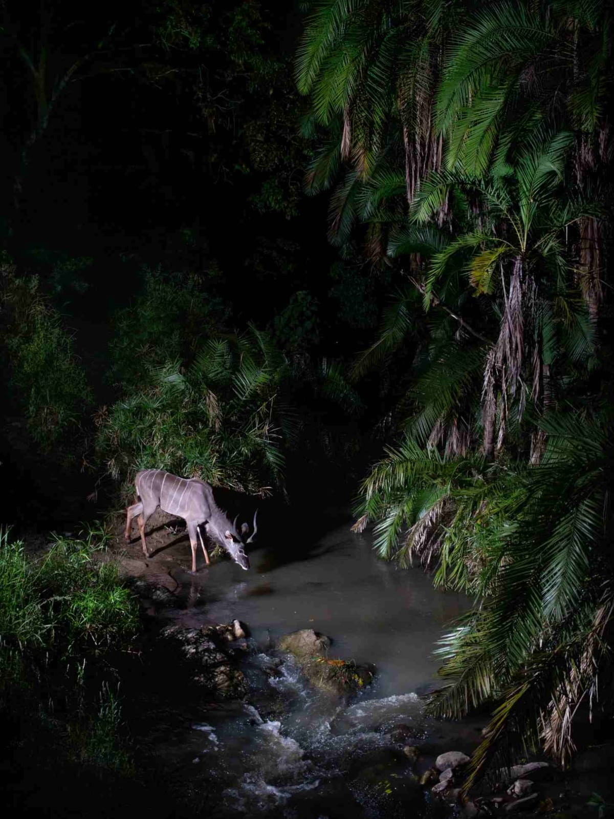 Kenyan Camera Trap Reveals Secret Wildlife Highway in Forest - Image 5
