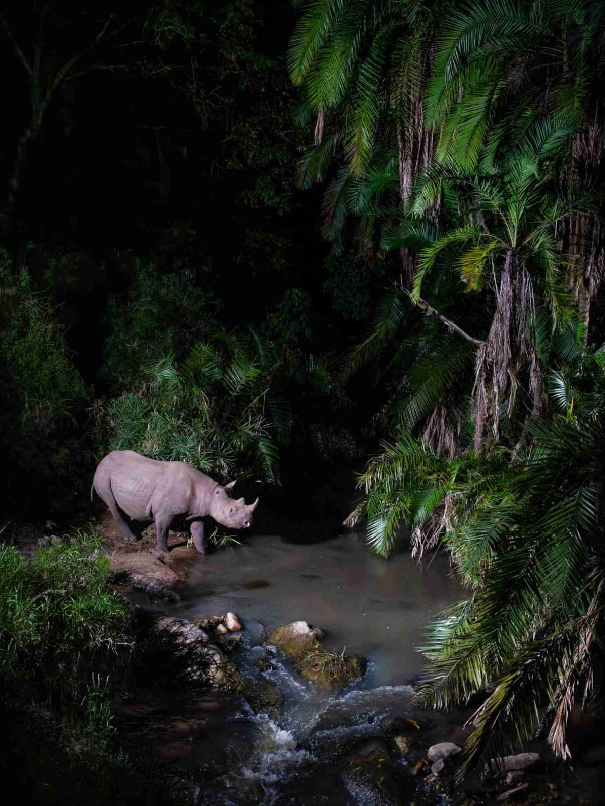 Kenyan Camera Trap Reveals Secret Wildlife Highway in Forest - Image 3
