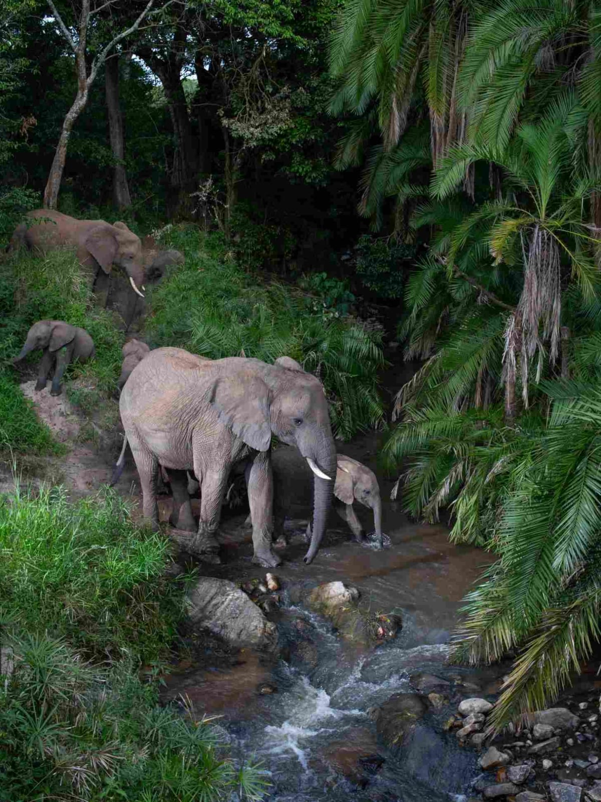 Kenyan Camera Trap Reveals Secret Wildlife Highway in Forest - Image 4