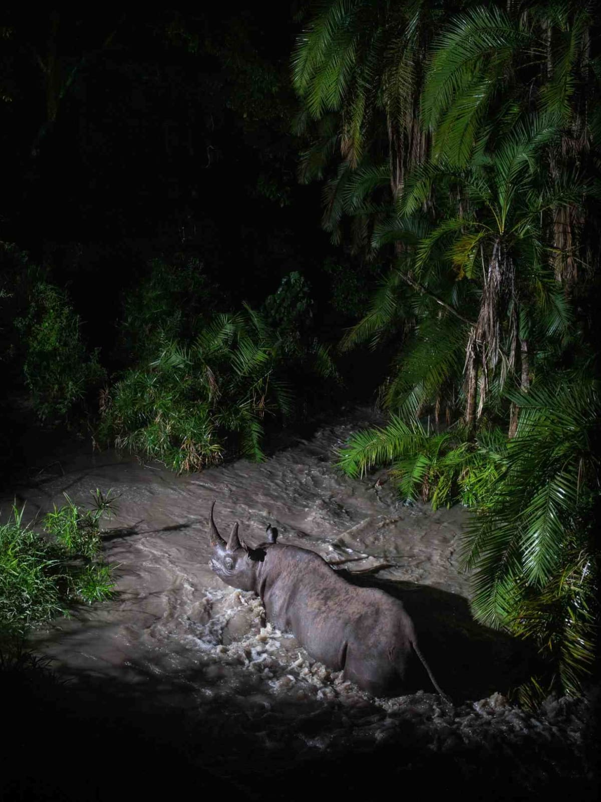 Kenyan Camera Trap Reveals Secret Wildlife Highway in Forest - Image 2