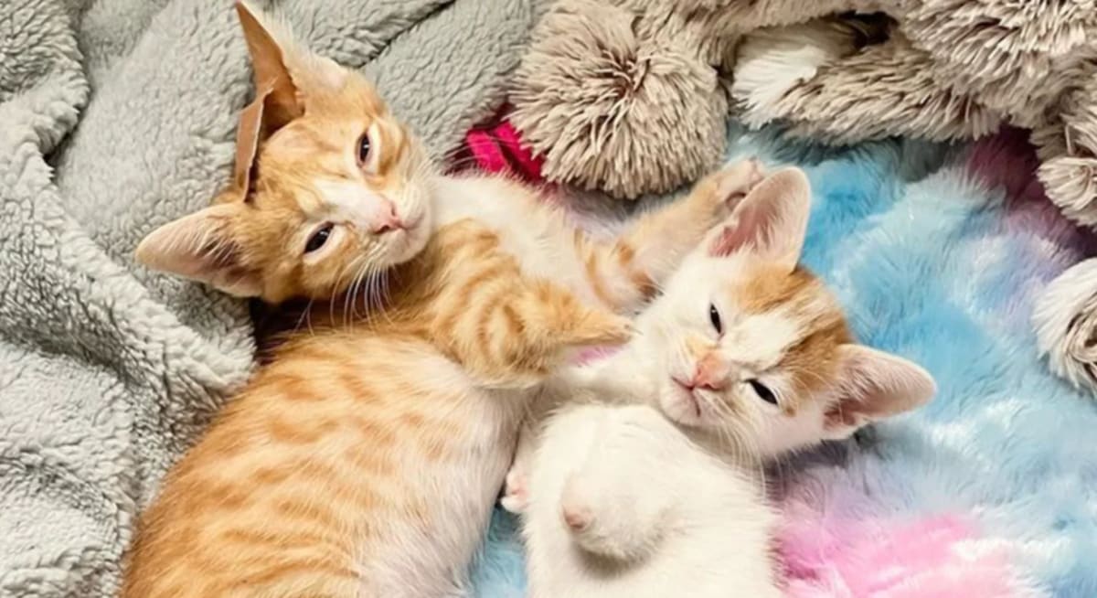 Two Disabled Cats Find Forever Home After Brain Surgery - Image 2