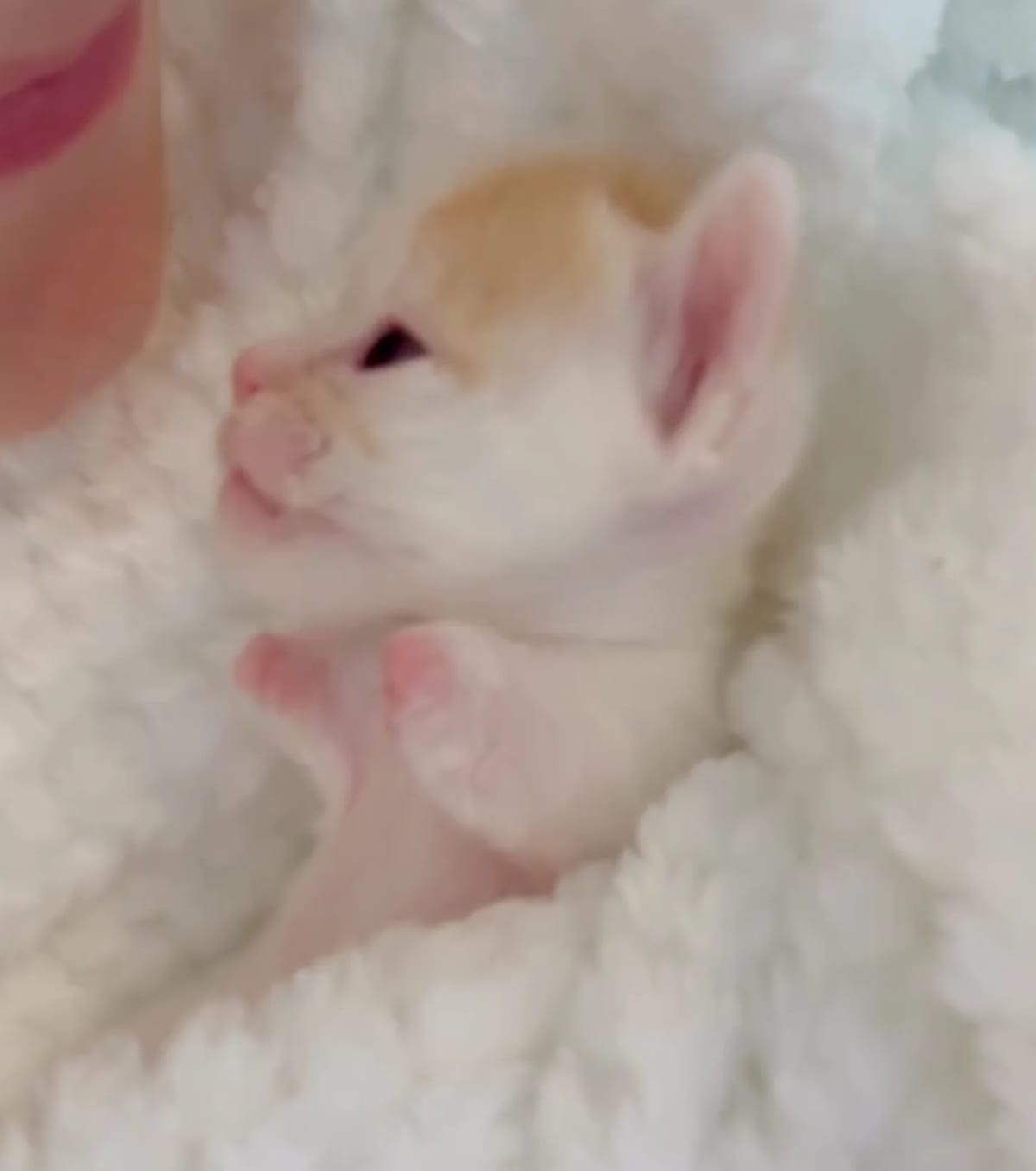 Two Disabled Cats Find Forever Home After Brain Surgery - Image 3