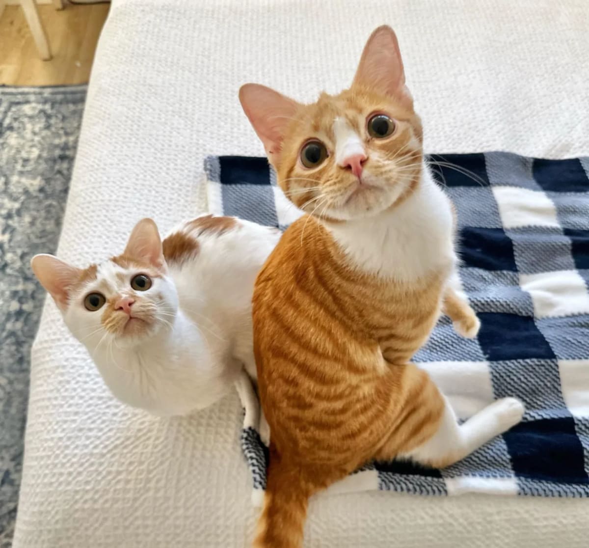 Two Disabled Cats Find Forever Home After Brain Surgery - Image 5