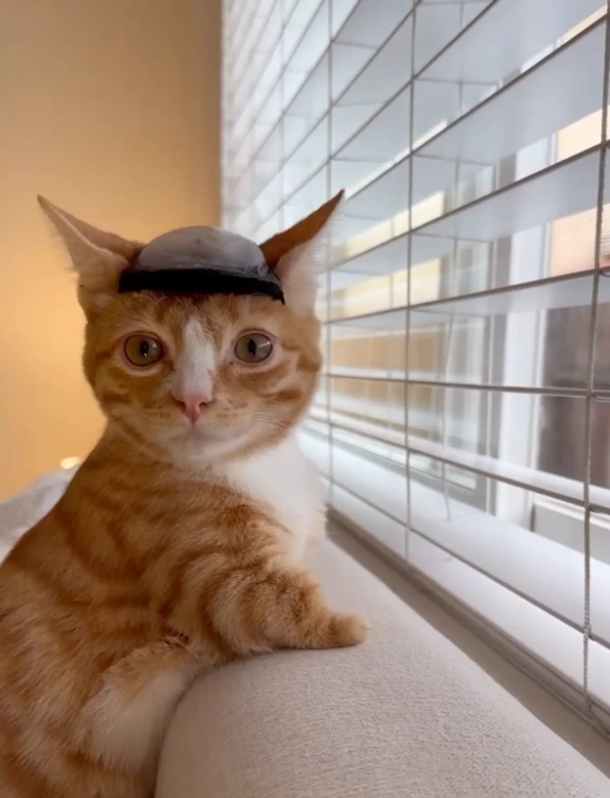 Two Disabled Cats Find Forever Home After Brain Surgery - Image 4