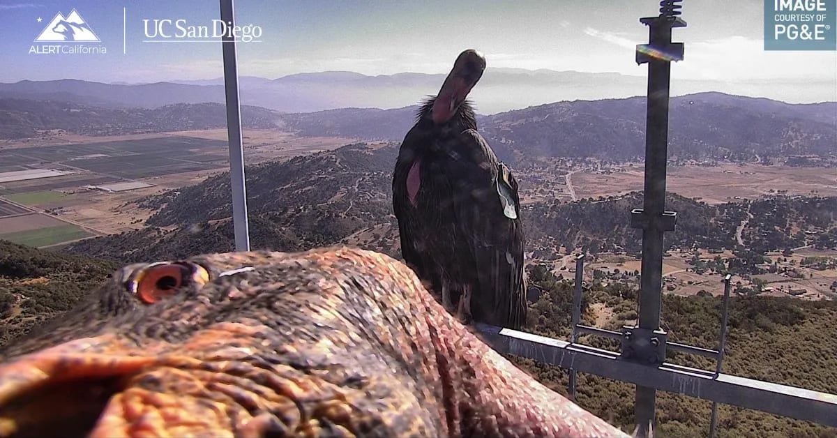 California Condors Photobomb Trail Camera After Near Extinction
