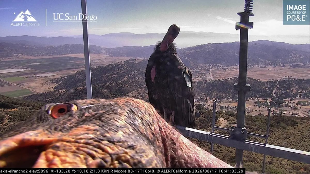 California Condors Photobomb Trail Camera After Near Extinction - Image 2