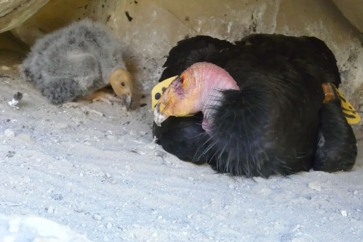 California Condors Photobomb Trail Camera After Near Extinction - Image 3
