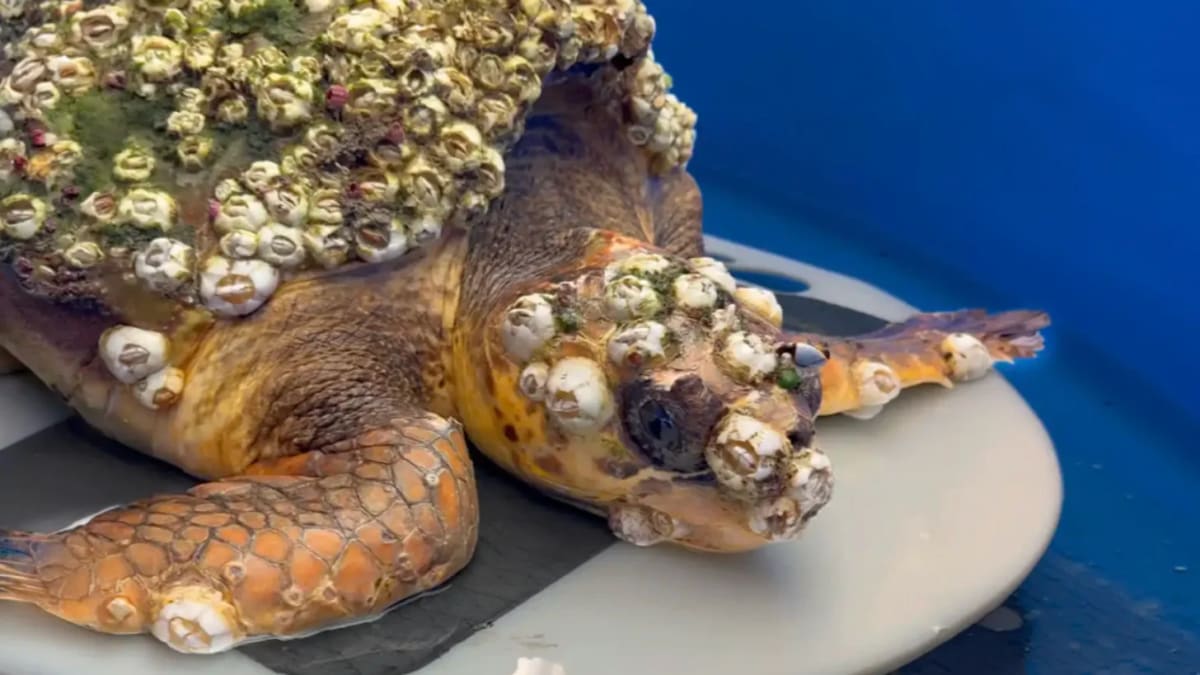 Sea Turtle Beats 25% Survival Odds After 92-Day Recovery - Image 2