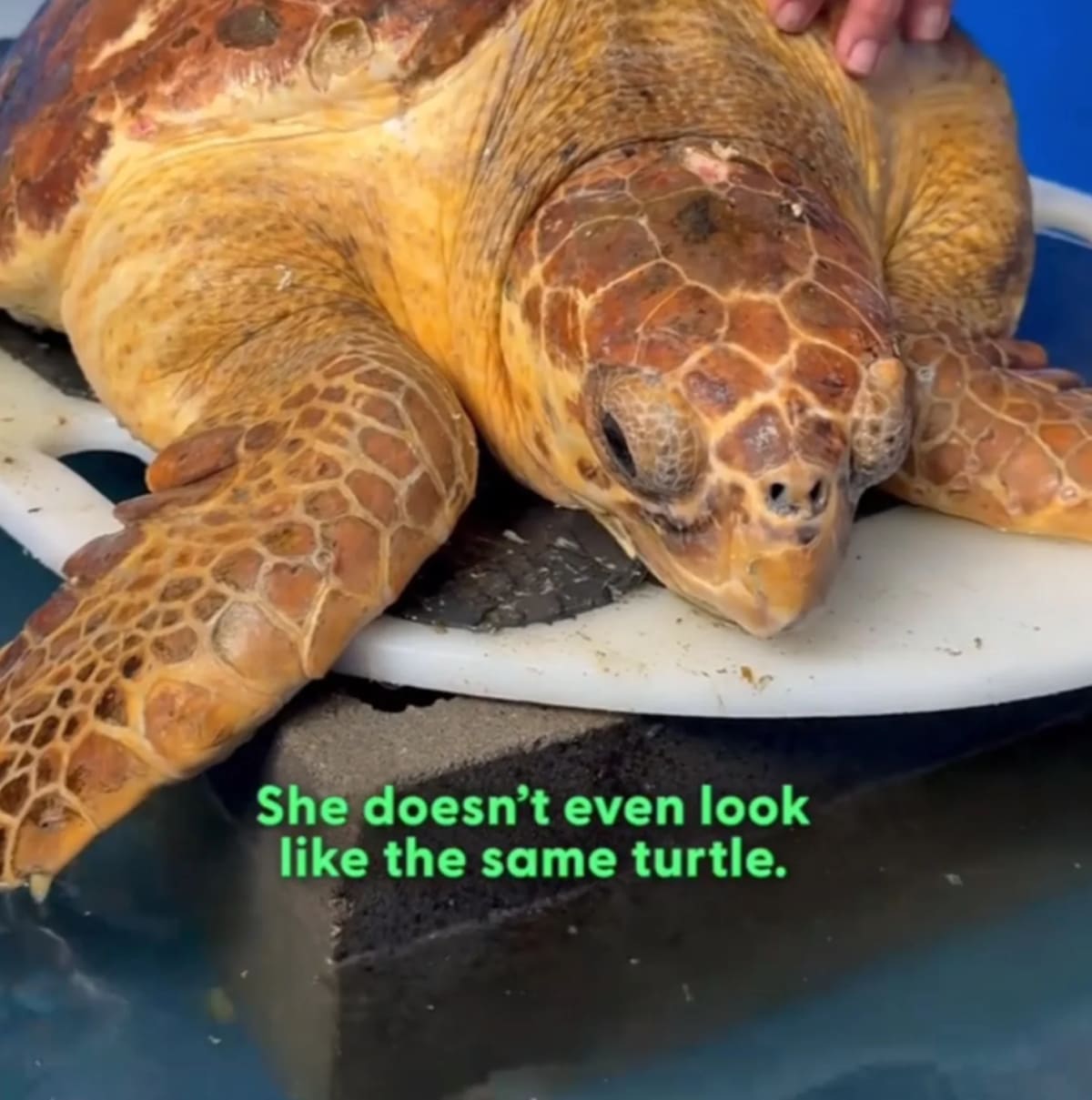 Sea Turtle Beats 25% Survival Odds After 92-Day Recovery - Image 4