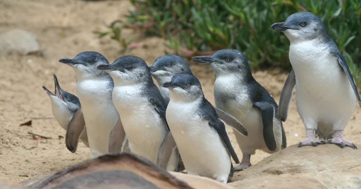 Australia Vaccinates 5,000 Wild Penguins Against Bird Flu