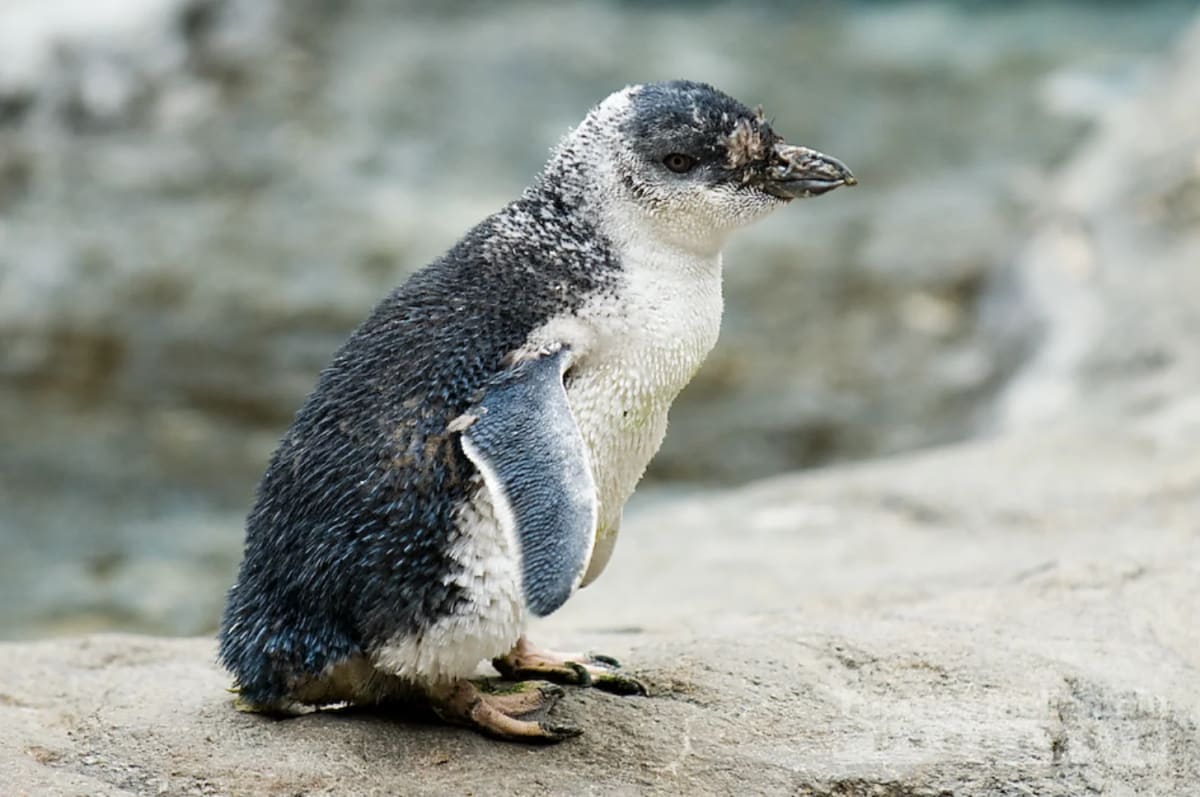 Australia Vaccinates 5,000 Wild Penguins Against Bird Flu - Image 2