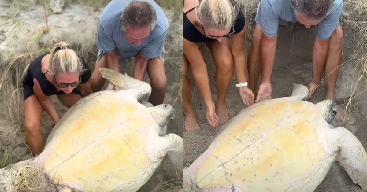 Large loggerhead sea turtle being rescued from sand on Florida beach by volunteers