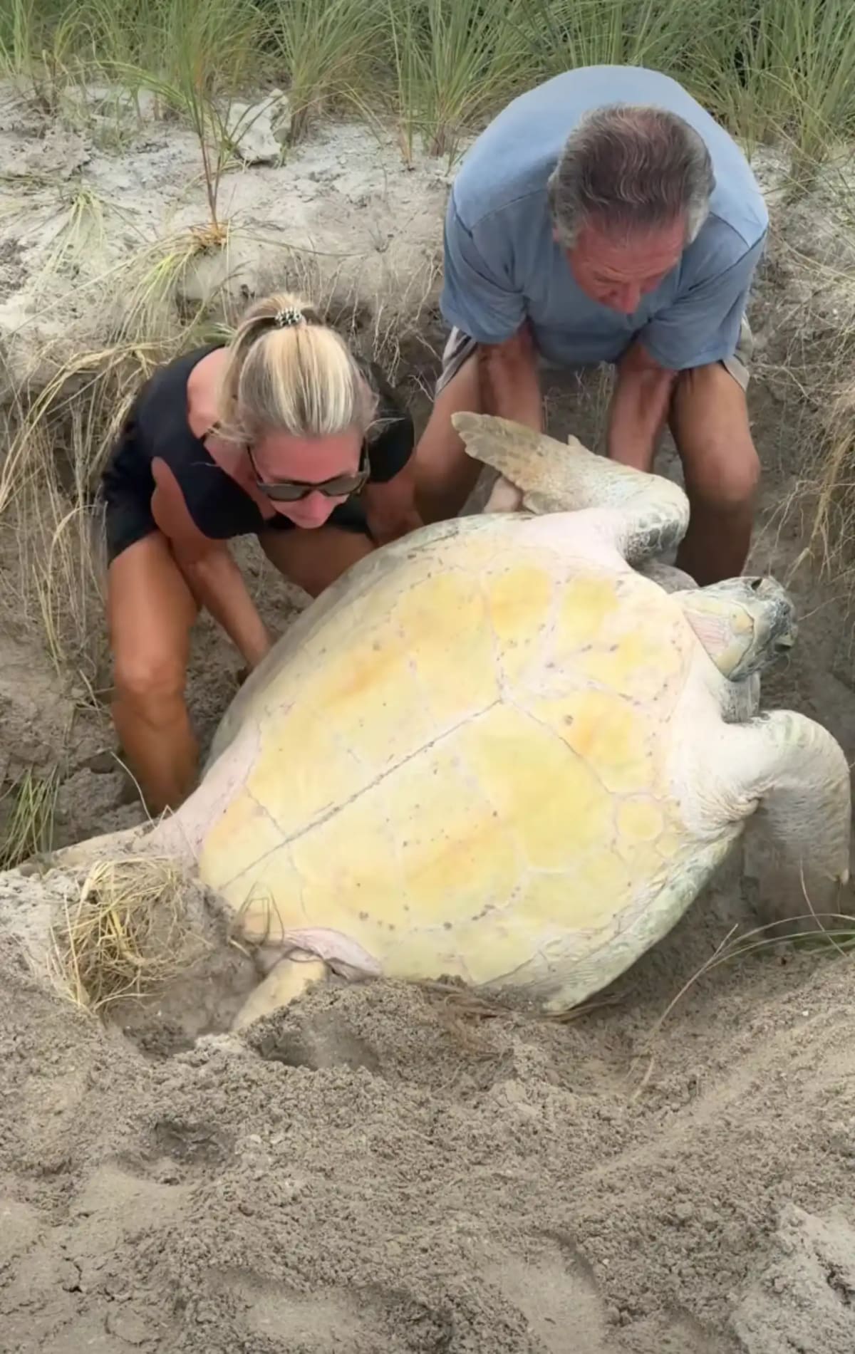 Florida Woman Rescues 2 Sea Turtles Stuck on Their Backs - Image 2