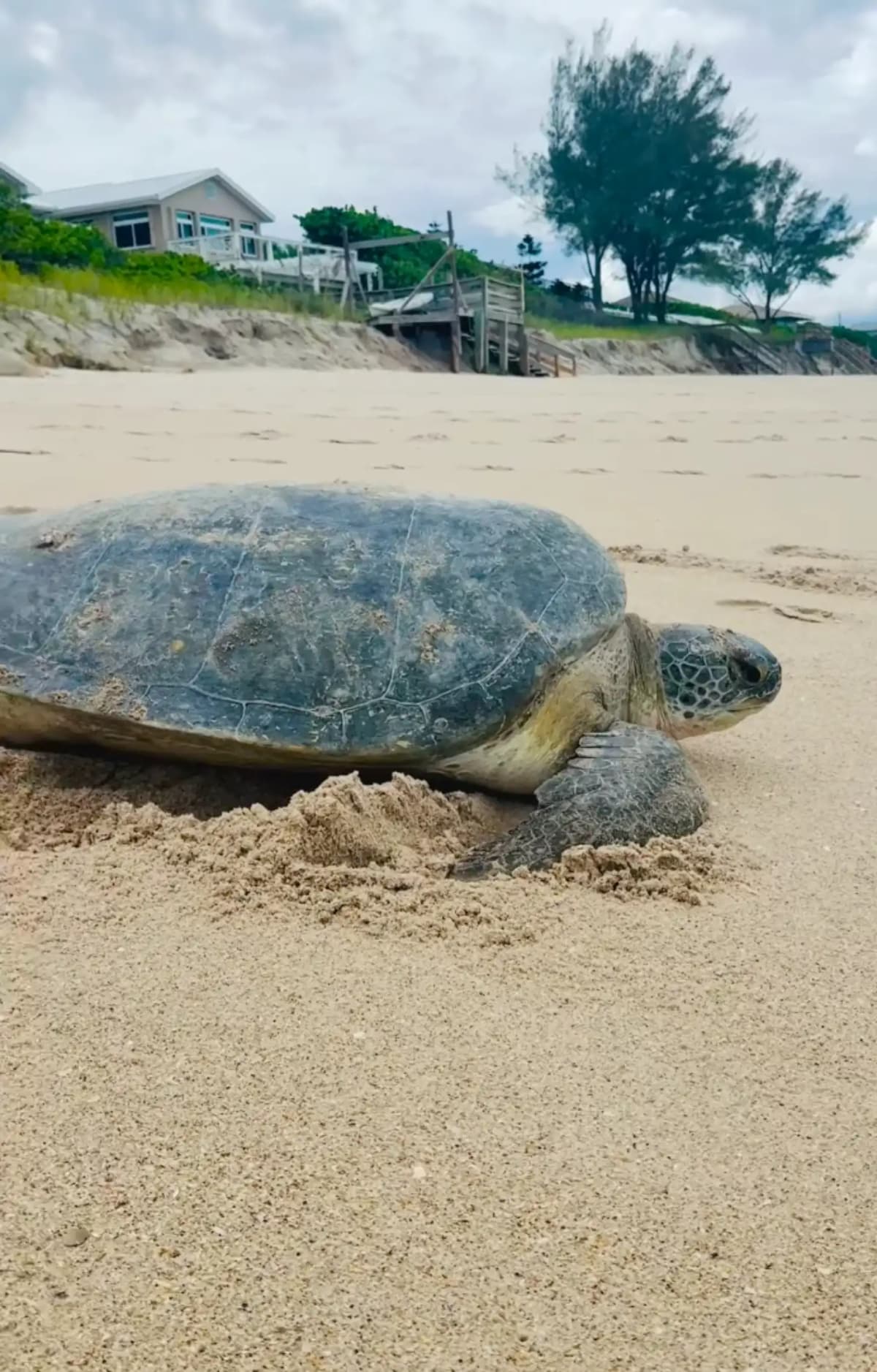 Florida Woman Rescues 2 Sea Turtles Stuck on Their Backs - Image 3