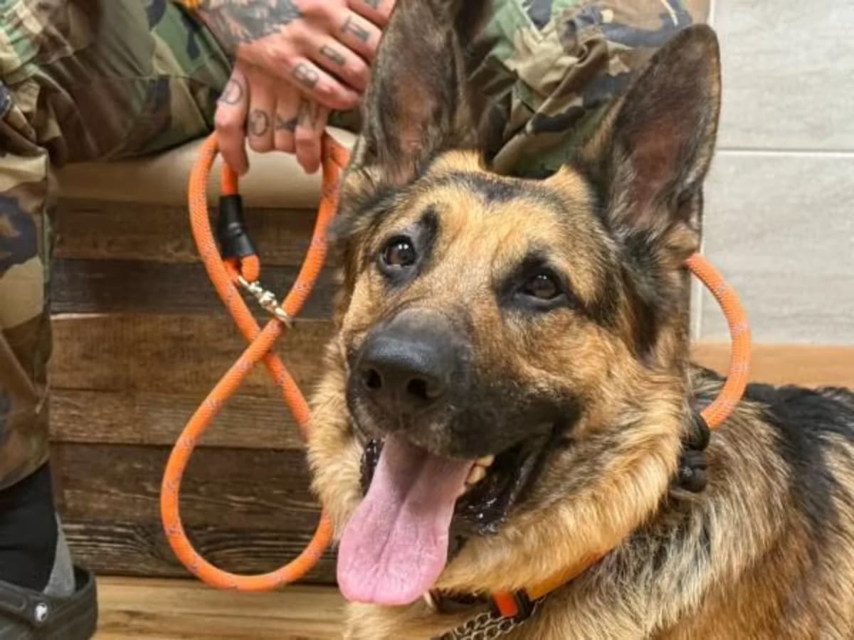 Hero Dog Saves Owner From Wildfire She Couldn't Smell - Image 3