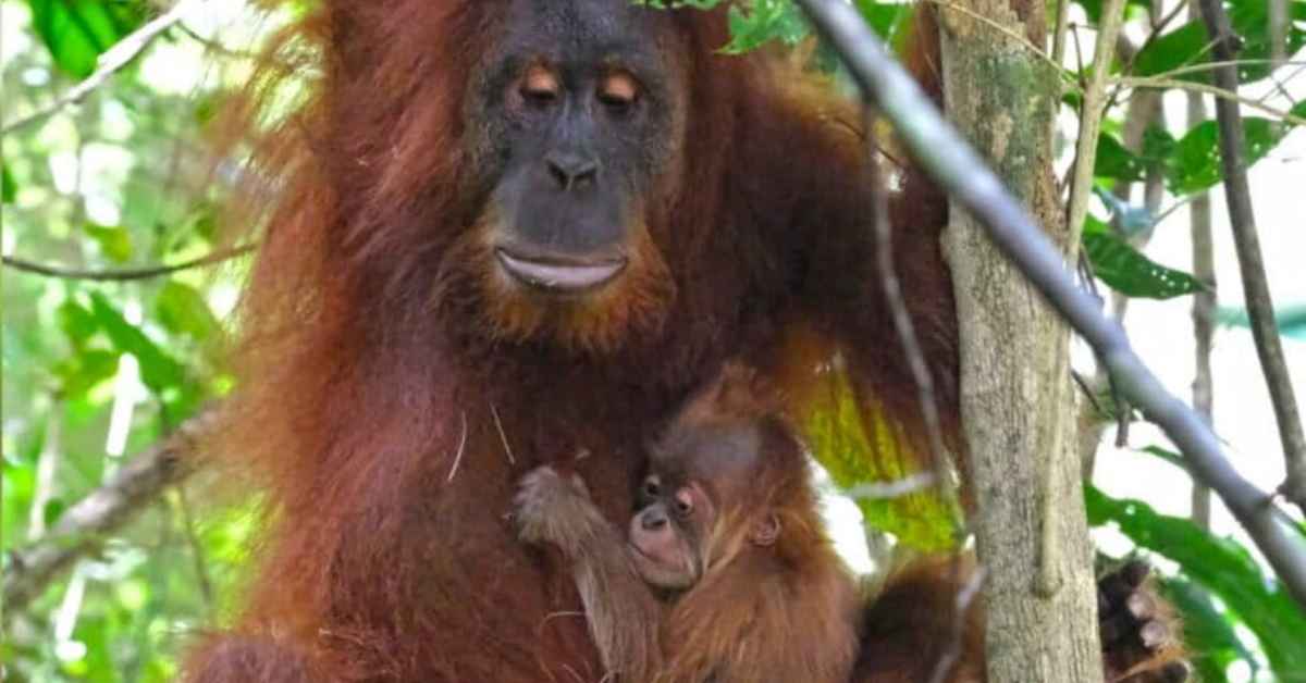 Rescued Orangutan Becomes Mom in the Wild 7 Years Later