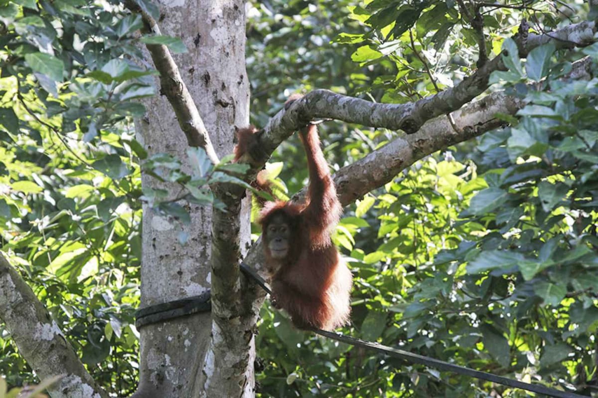 Rescued Orangutan Becomes Mom in the Wild 7 Years Later - Image 2