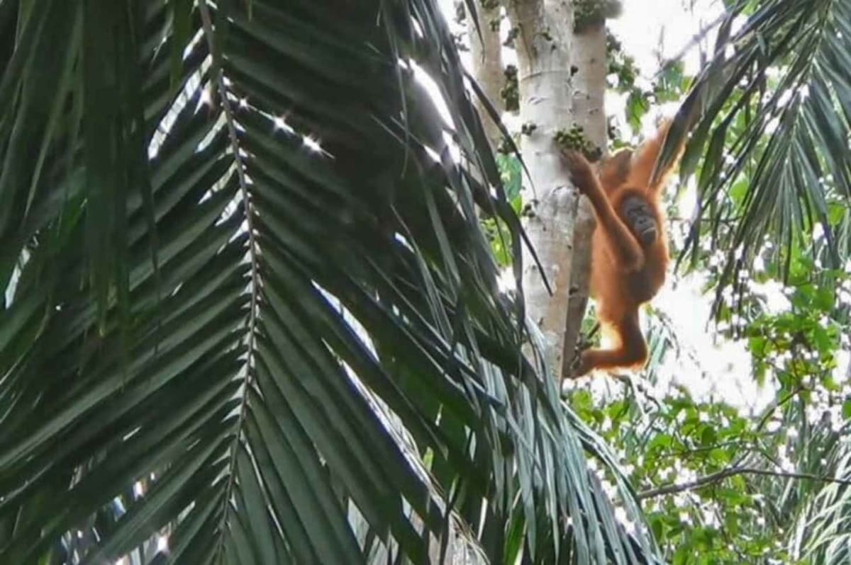 Rescued Orangutan Becomes Mom in the Wild 7 Years Later - Image 3