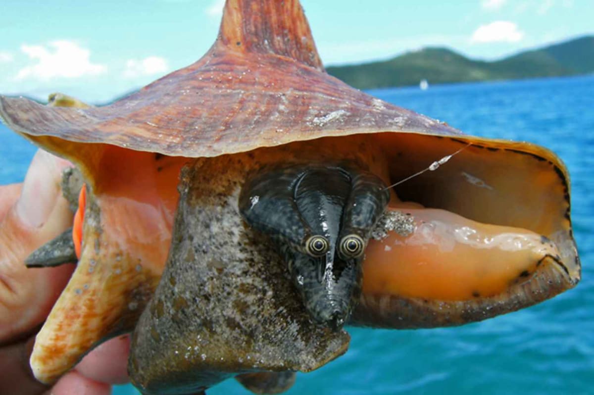 Mobile Hatcheries Saving Caribbean's Endangered Queen Conch - Image 2