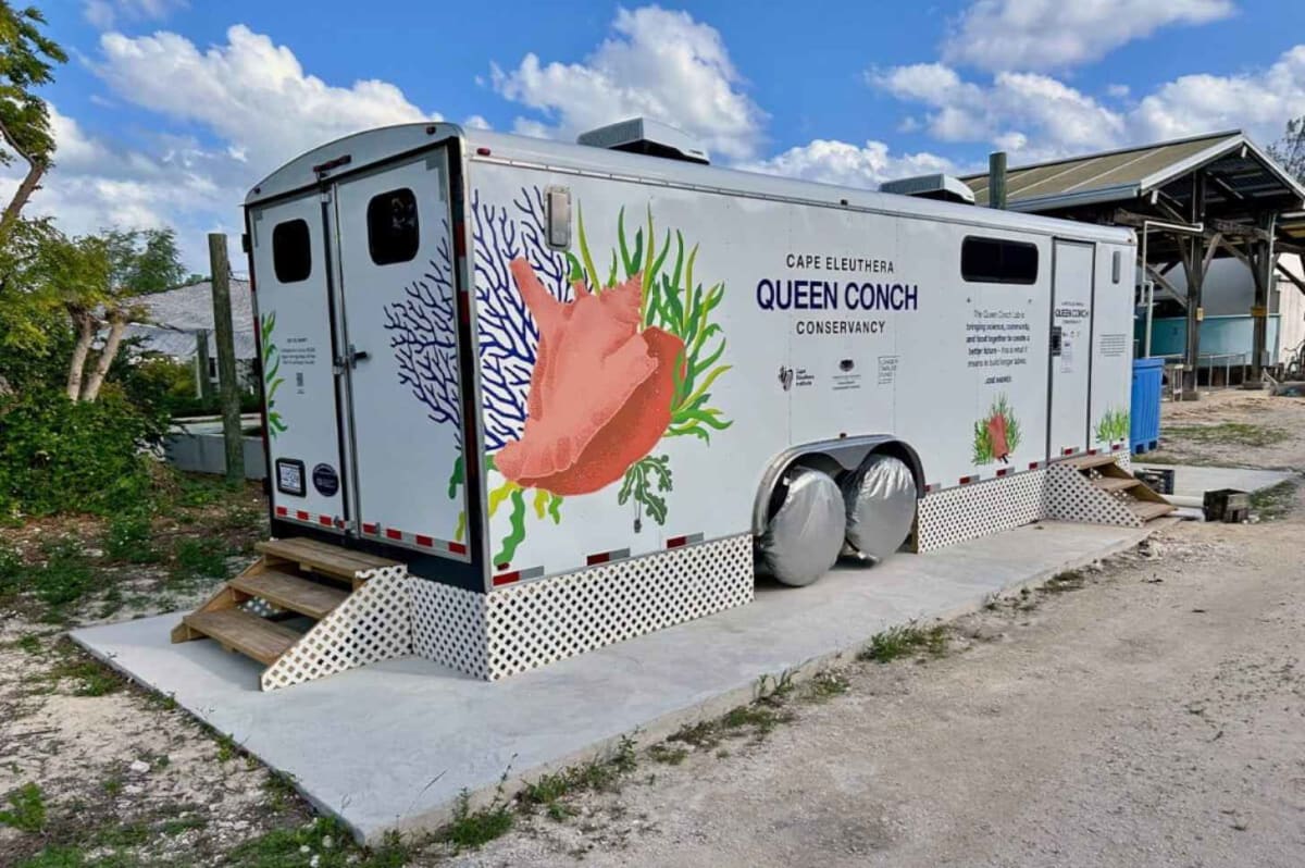 Mobile Hatcheries Saving Caribbean's Endangered Queen Conch - Image 3