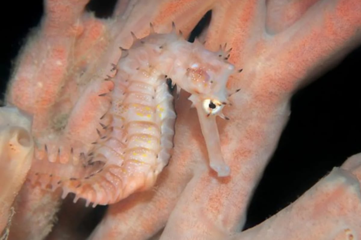 New Seahorse Species Named After Conservation Pioneer - Image 2