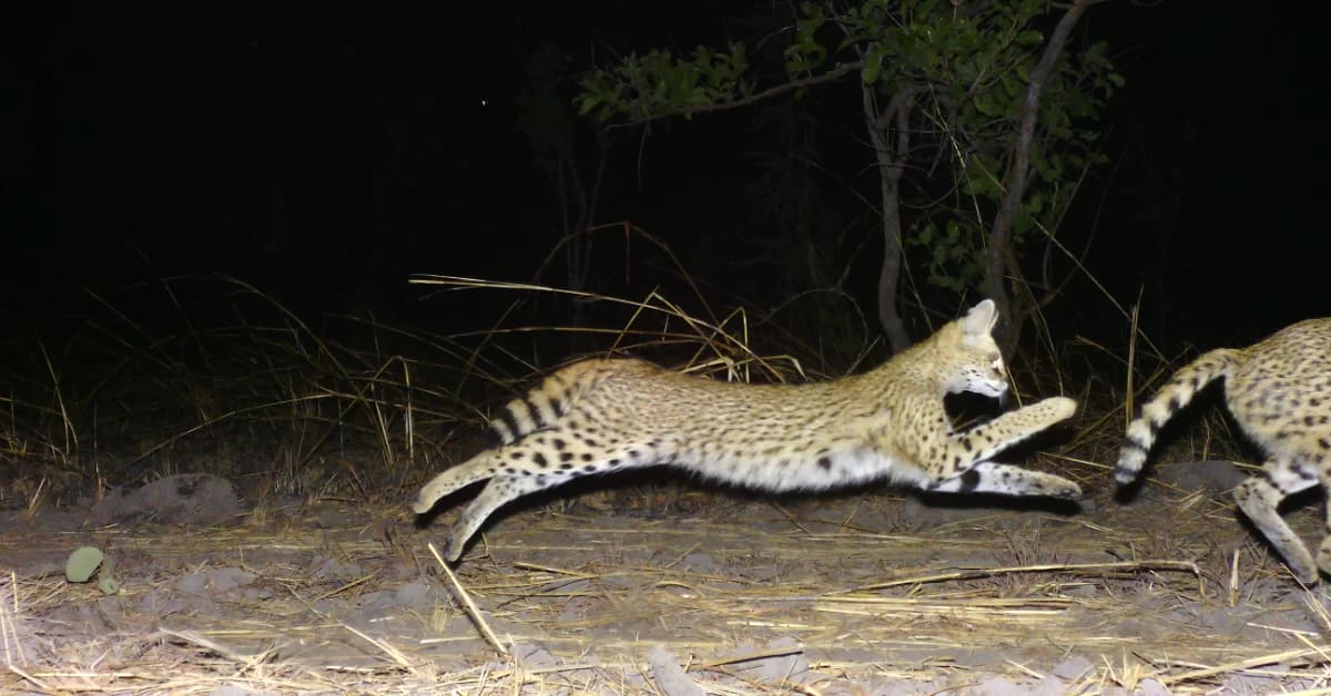 Rare Spotted Serval Kittens Caught on Camera in Tanzania
