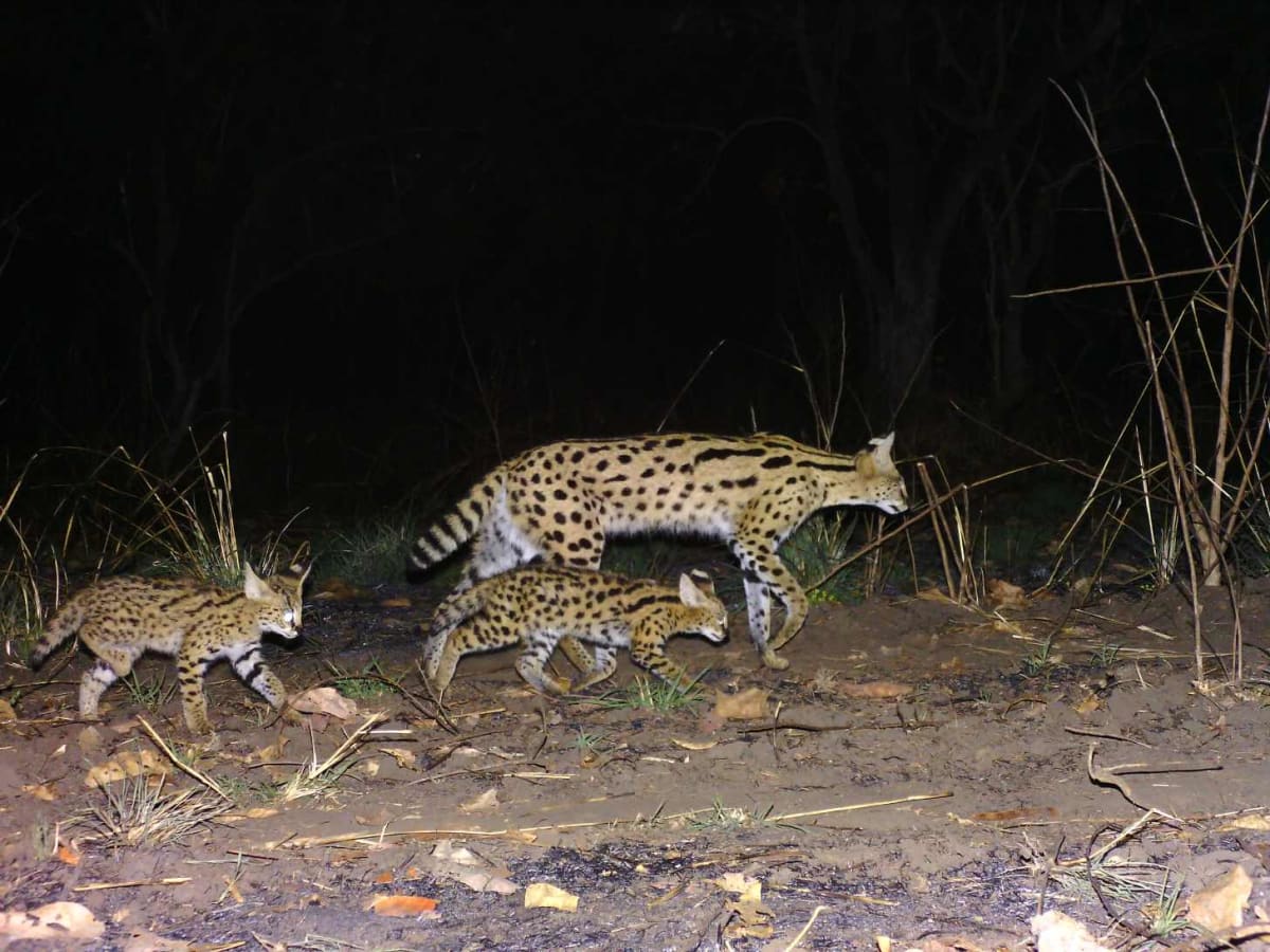 Rare Spotted Serval Kittens Caught on Camera in Tanzania - Image 2