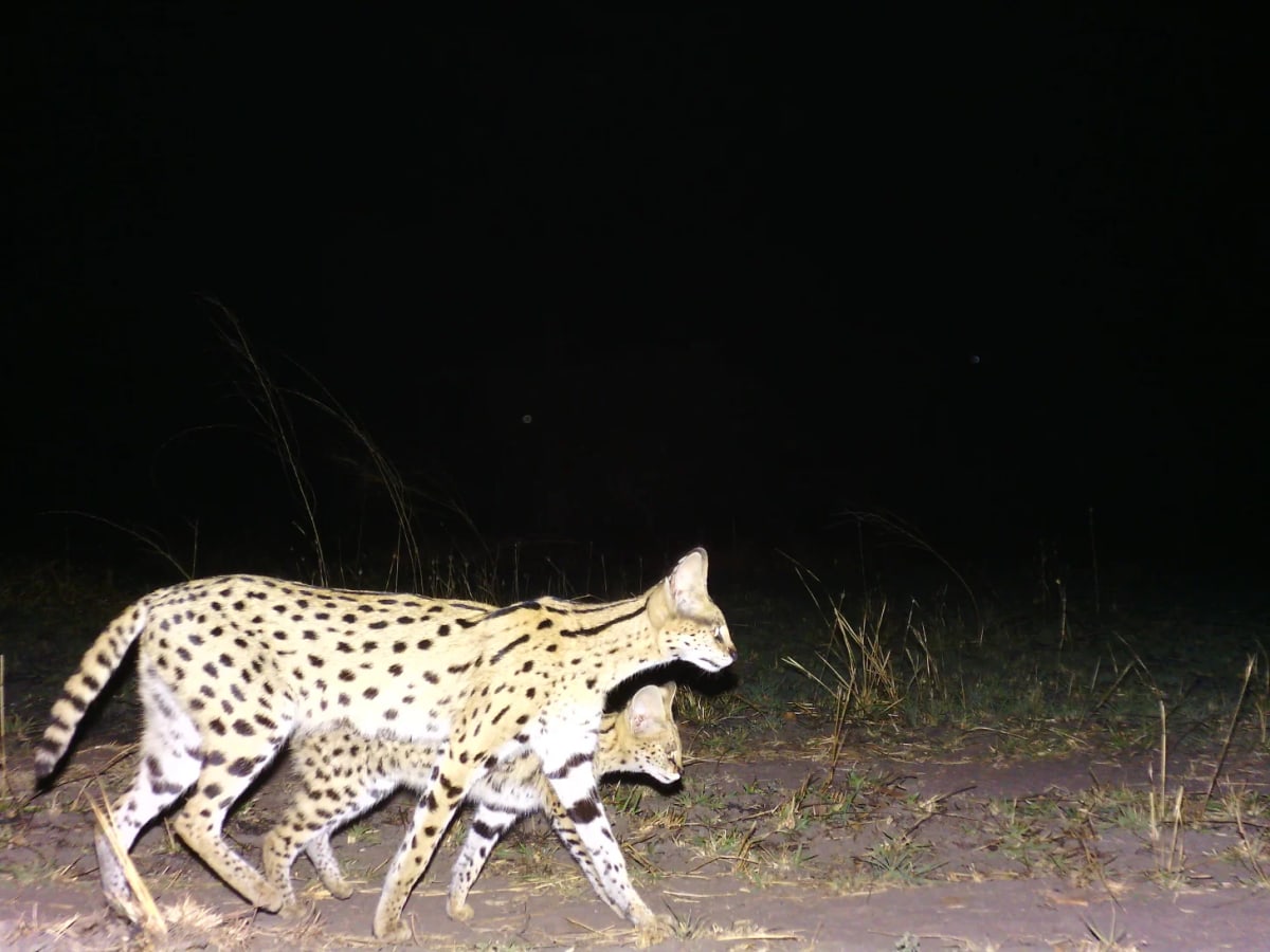 Rare Spotted Serval Kittens Caught on Camera in Tanzania - Image 3