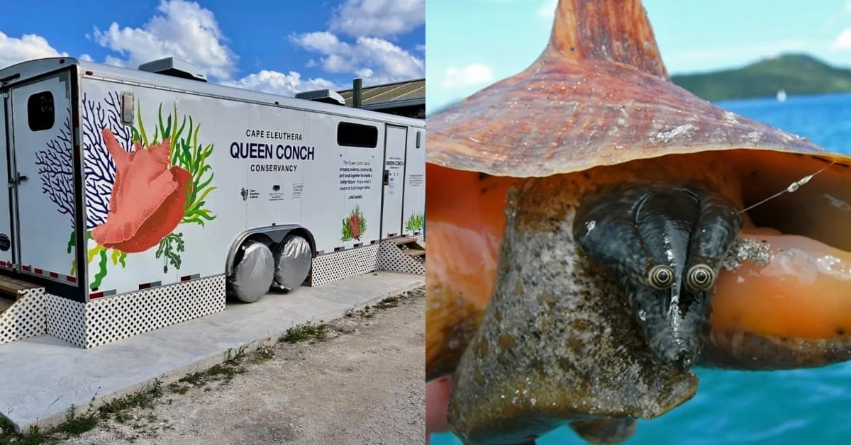 Mobile Hatcheries Saving Caribbean's Endangered Queen Conch