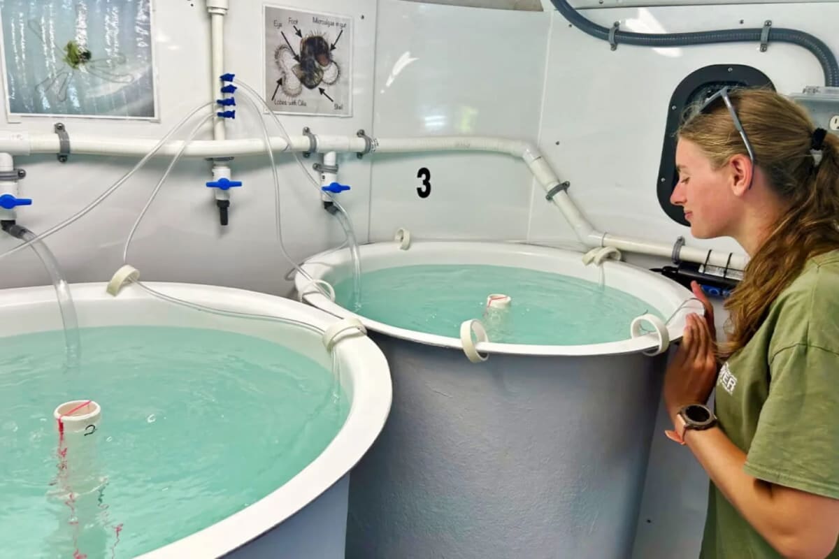 Mobile Hatcheries Saving Caribbean's Endangered Queen Conch - Image 5