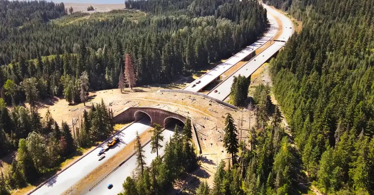 Washington Wildlife Bridge Hits 10,000 Crossings, Zero Deaths