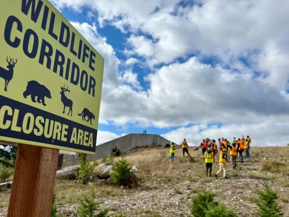 Washington Wildlife Bridge Hits 10,000 Crossings, Zero Deaths - Image 2