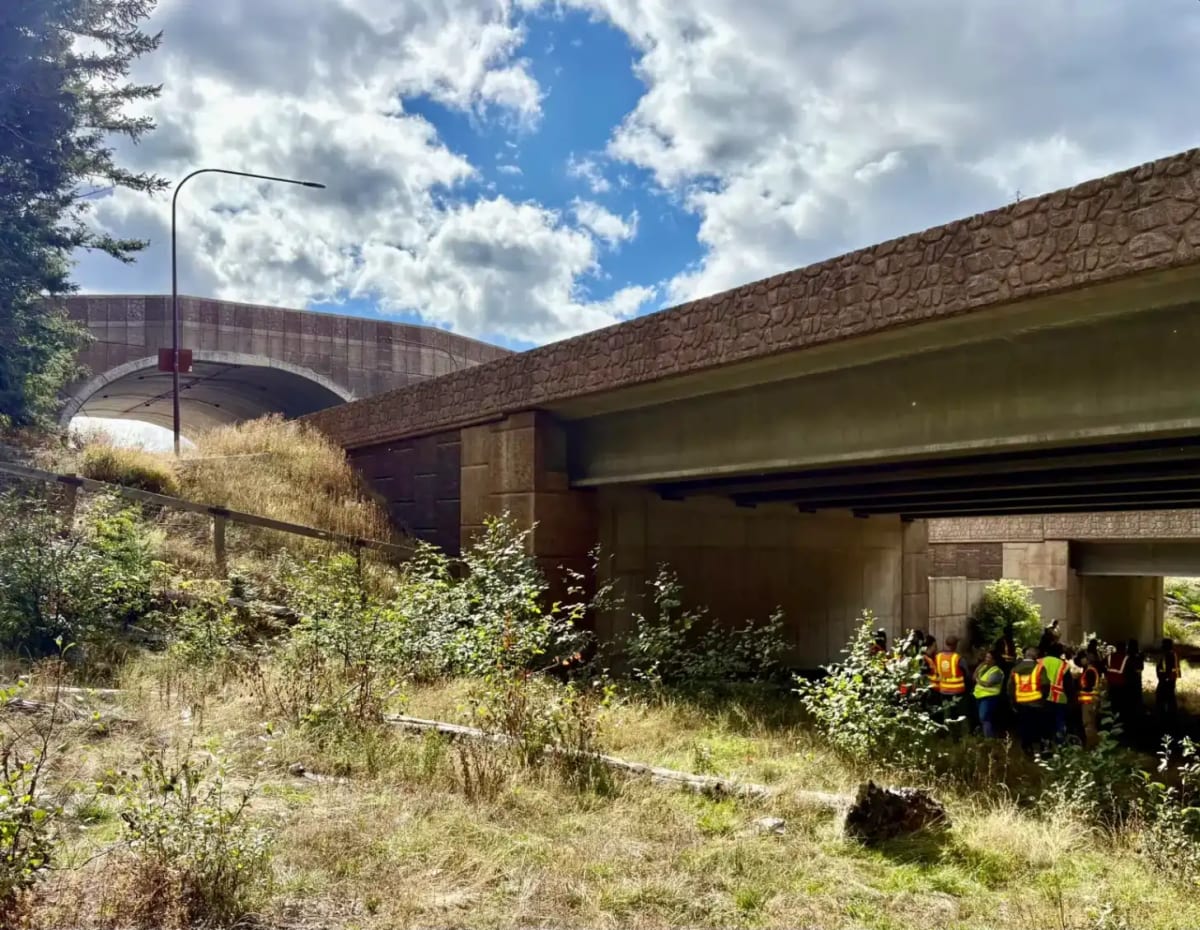 Washington Wildlife Bridge Hits 10,000 Crossings, Zero Deaths - Image 3