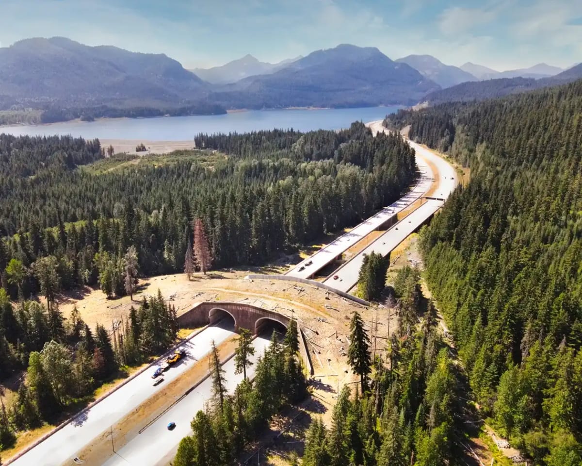 Washington Wildlife Bridge Hits 10,000 Crossings, Zero Deaths - Image 4