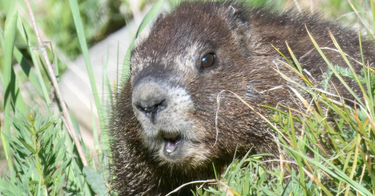 Scientists Launch Fat Marmot Week After Losing $700M in Cuts