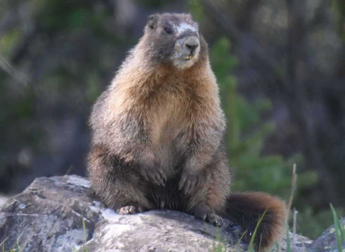 Scientists Launch Fat Marmot Week After Losing $700M in Cuts - Image 4